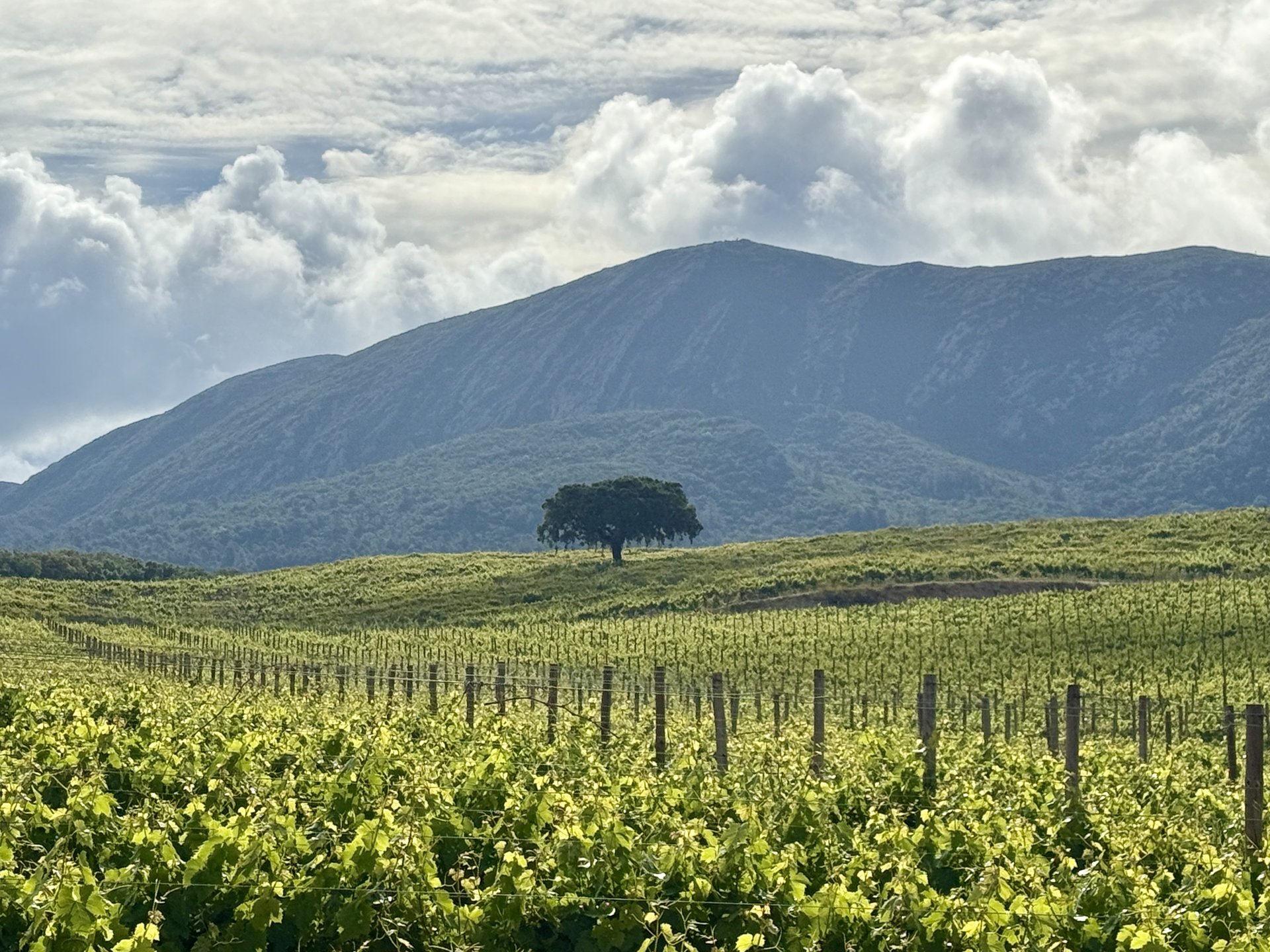 Wines and Vineyards of Arrábida