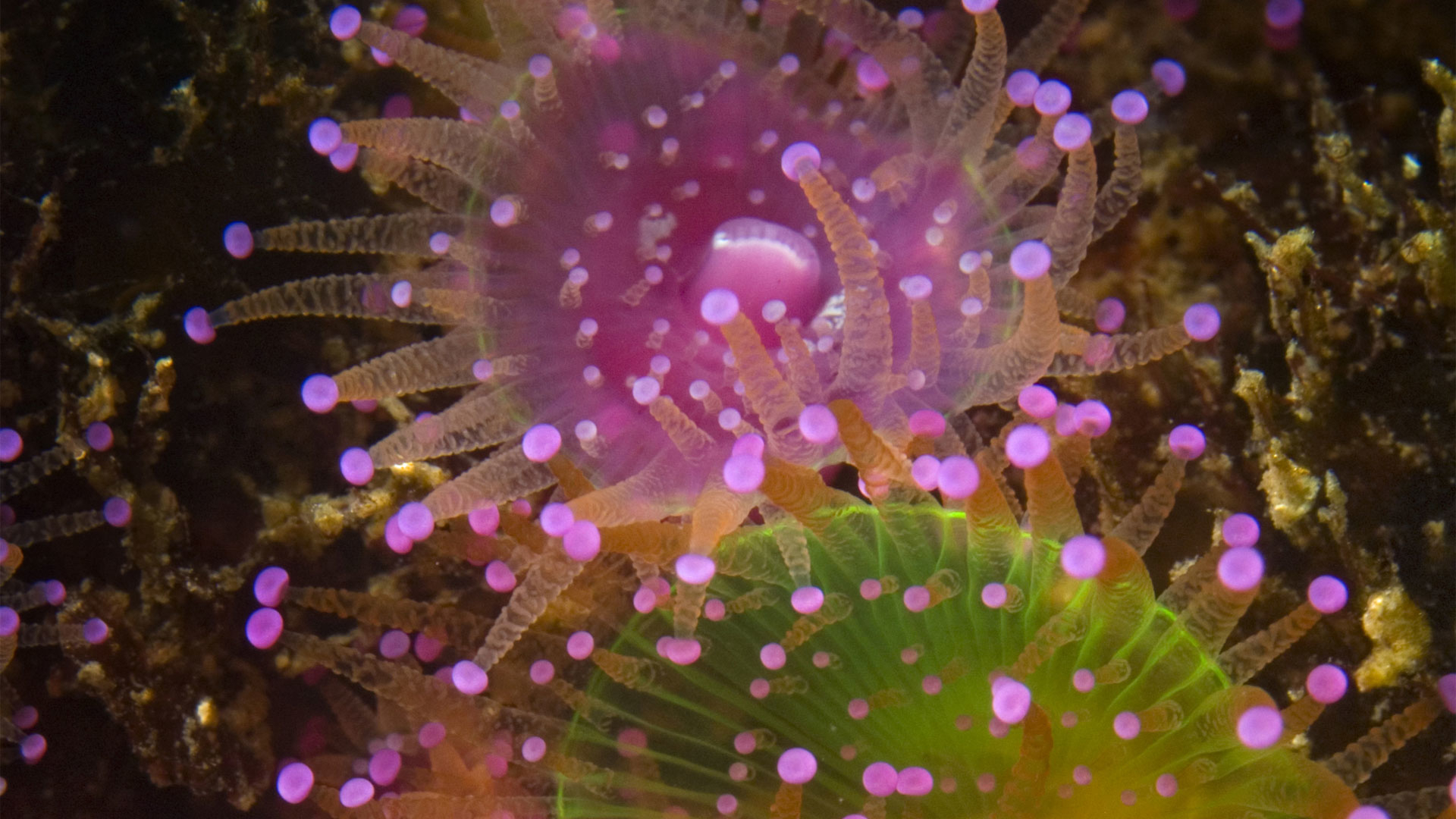 Marine Reserve